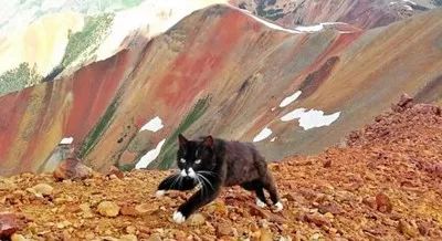 米國一只超猛的貓咪，天生熱愛冒險，勇敢攀爬高峰，最厲害的是... 萌寵 第13張