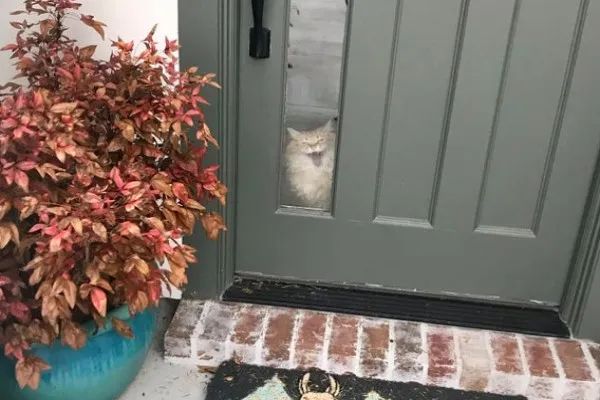 貓每天5點坐門口等拔拔下班，鄰居：太酸了，可是他在家上班已經一個月了！ 寵物 第7張