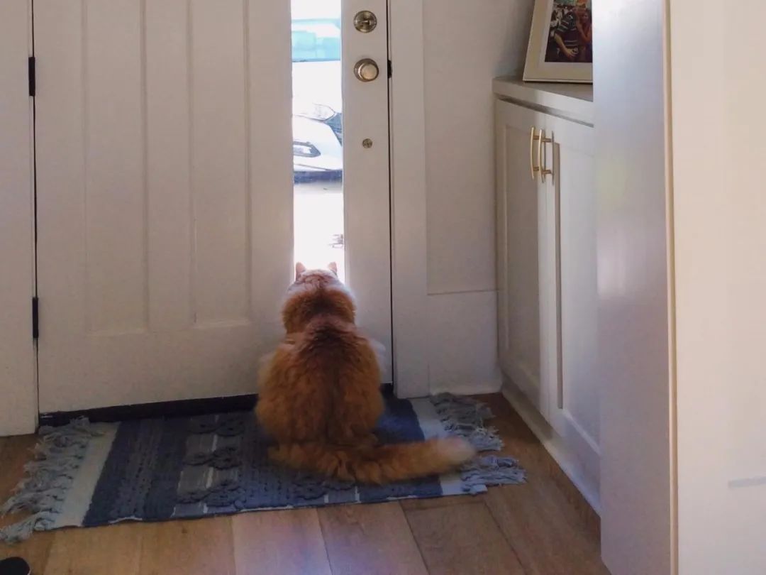 貓每天5點坐門口等拔拔下班，鄰居：太酸了，可是他在家上班已經一個月了！ 寵物 第4張