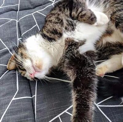 夫妻倆買了一套房，沒想到前屋主還送給他們一只黏人的貓咪... 寵物 第11張