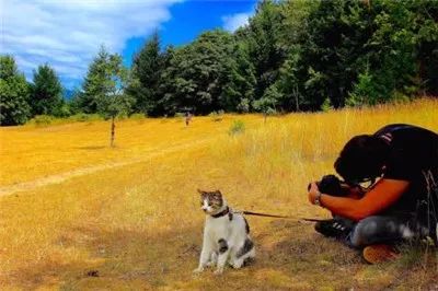 「另一個鮑勃」：一隻流浪貓與一個流浪漢，一場3600英裡的救贖！ 寵物 第9張