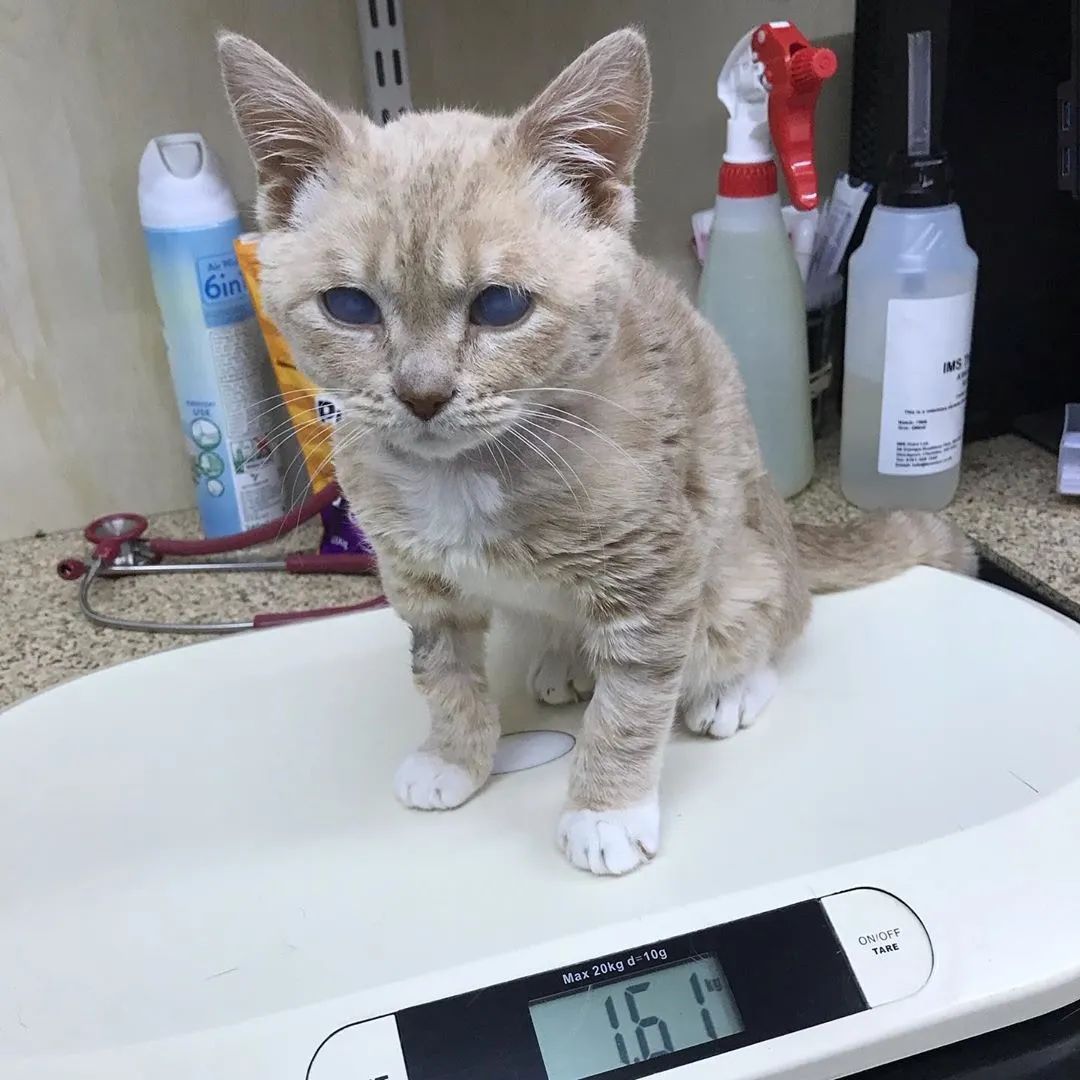 身為橘貓體重卻只有3斤，醫生說它這輩子都不會再長大了！主人：這太可怕了！！ 寵物 第5張