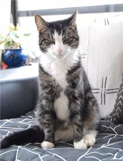 夫妻倆買了一套房，沒想到前屋主還送給他們一只黏人的貓咪... 寵物 第2張