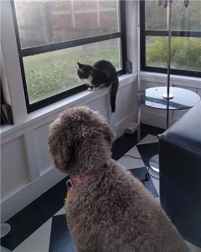 夫妻倆買了一套房，沒想到前屋主還送給他們一只黏人的貓咪... 寵物 第8張