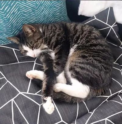 夫妻倆買了一套房，沒想到前屋主還送給他們一只黏人的貓咪... 寵物 第3張