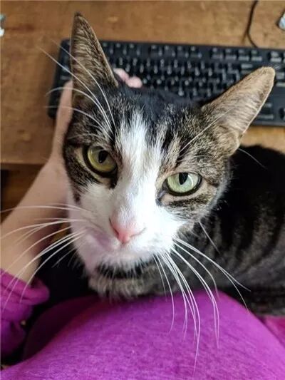 夫妻倆買了一套房，沒想到前屋主還送給他們一只黏人的貓咪... 寵物 第9張