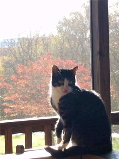 夫妻倆買了一套房，沒想到前屋主還送給他們一只黏人的貓咪... 寵物 第1張