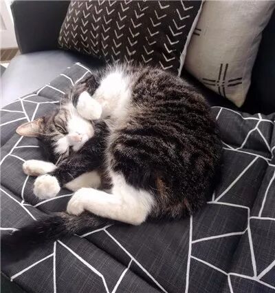 夫妻倆買了一套房，沒想到前屋主還送給他們一只黏人的貓咪... 寵物 第4張