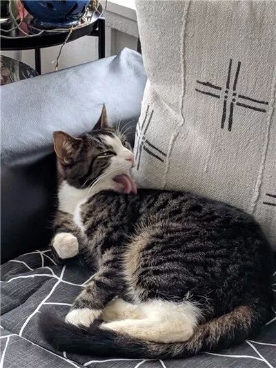 夫妻倆買了一套房，沒想到前屋主還送給他們一只黏人的貓咪... 寵物 第6張