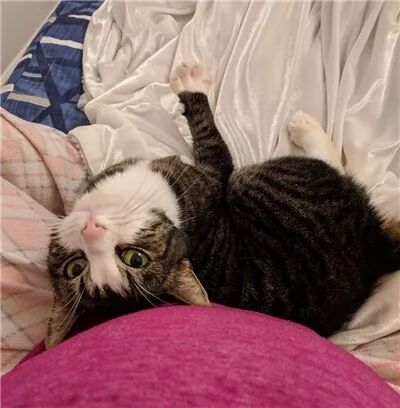 夫妻倆買了一套房，沒想到前屋主還送給他們一只黏人的貓咪... 寵物 第10張