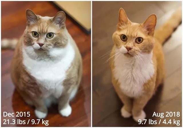 你根本無法想像這只橘貓的力量有多驚人，想胖就胖，想... 萌寵 第10張