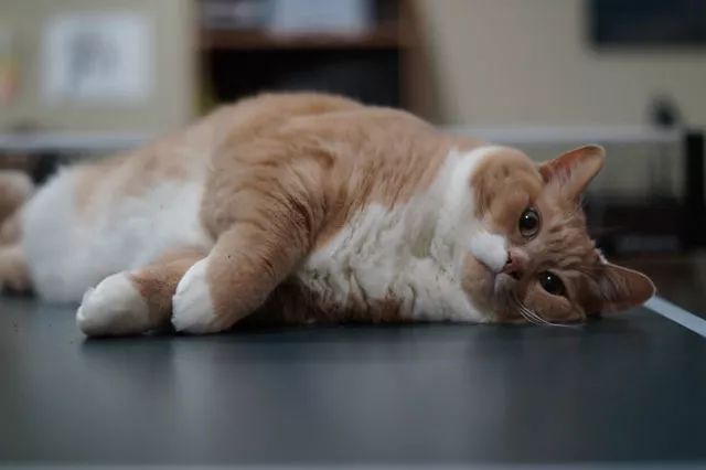 你根本無法想像這只橘貓的力量有多驚人，想胖就胖，想... 萌寵 第1張
