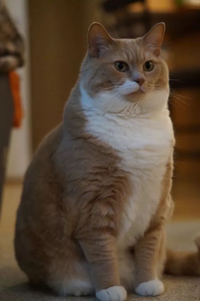 你根本無法想像這只橘貓的力量有多驚人，想胖就胖，想... 萌寵 第4張