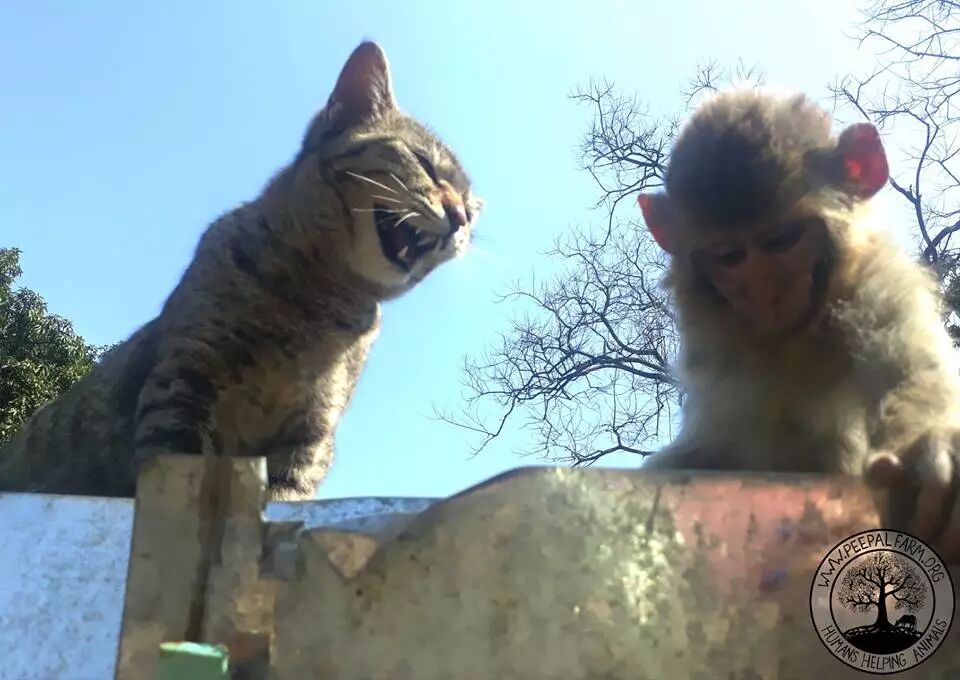 被遺棄的獨臂小猴活在陰影之下，直到一隻貓出現… 寵物 第13張