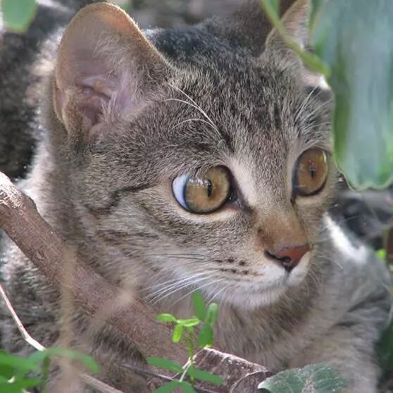 被遺棄的獨臂小猴活在陰影之下，直到一隻貓出現… 寵物 第5張