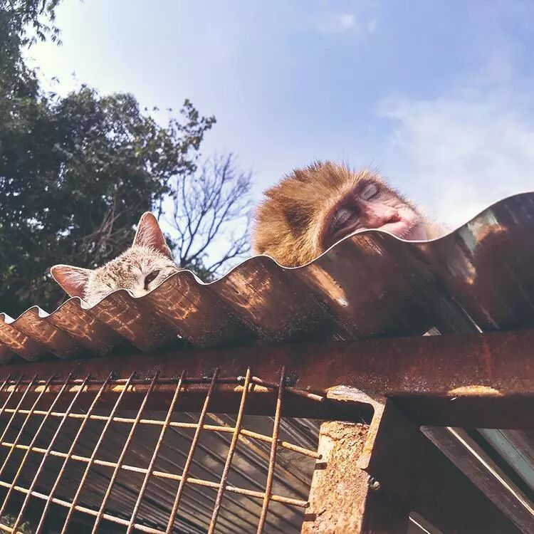 被遺棄的獨臂小猴活在陰影之下，直到一隻貓出現… 寵物 第14張