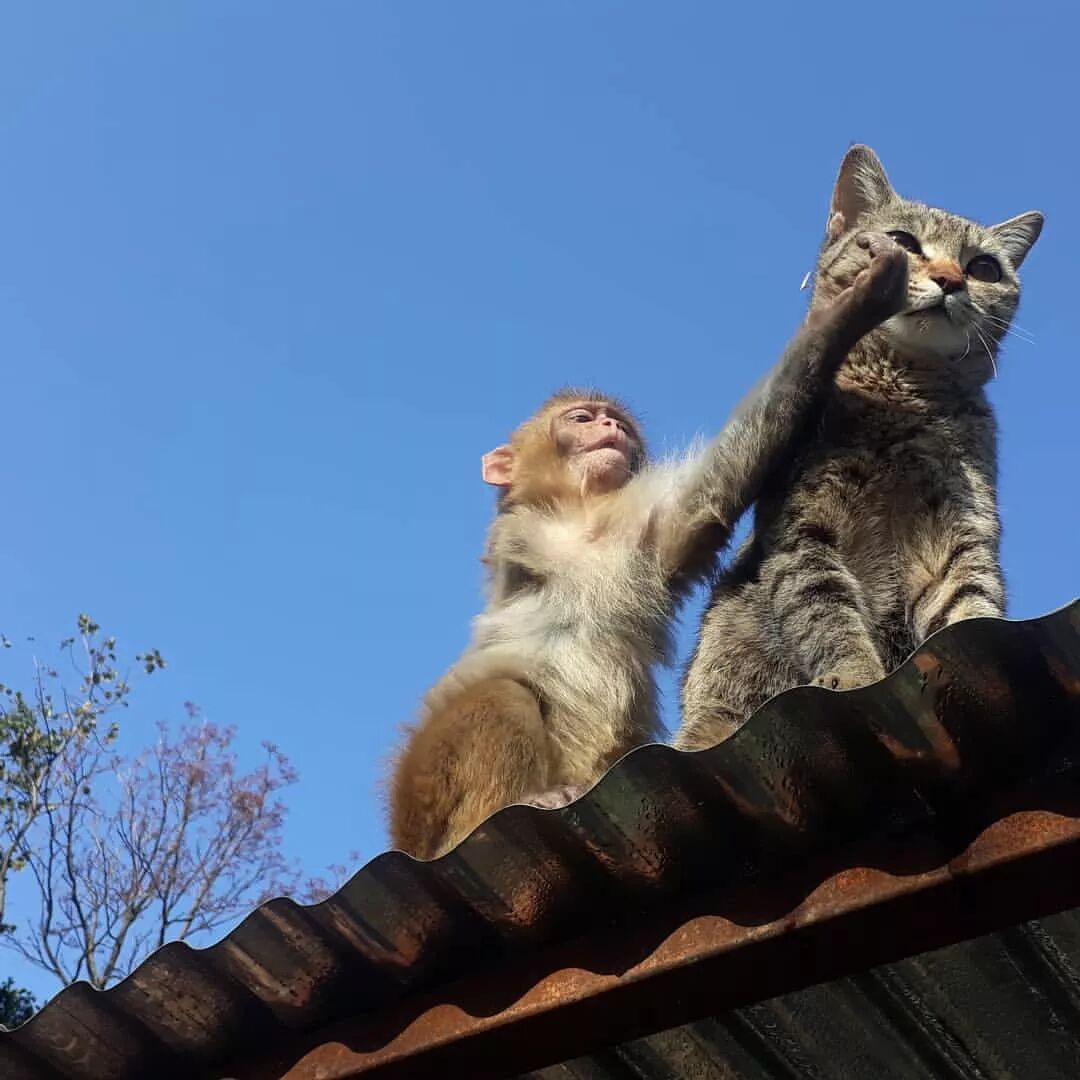 被遺棄的獨臂小猴活在陰影之下，直到一隻貓出現… 寵物 第10張