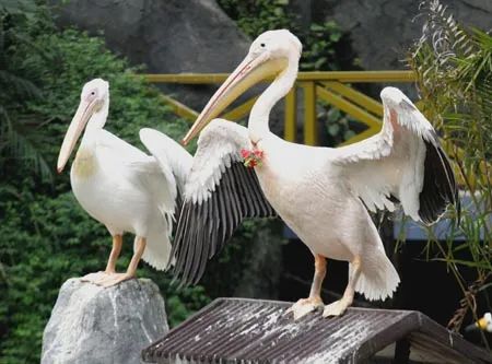 號稱鳥界「王大陸」！愛吃小孩、愛拔自己脊椎？網友：你別過來啊啊啊啊啊啊啊啊 寵物 第30張