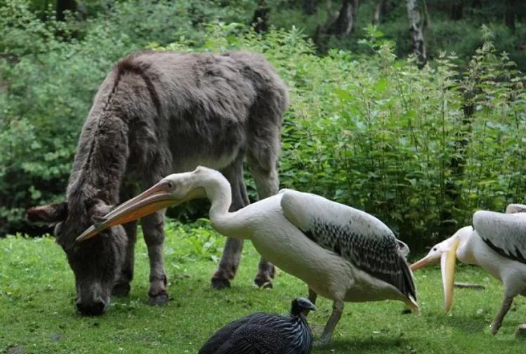 號稱鳥界「王大陸」！愛吃小孩、愛拔自己脊椎？網友：你別過來啊啊啊啊啊啊啊啊 寵物 第21張