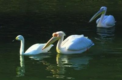 號稱鳥界「王大陸」！愛吃小孩、愛拔自己脊椎？網友：你別過來啊啊啊啊啊啊啊啊 寵物 第31張