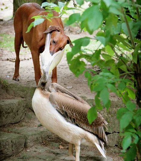 號稱鳥界「王大陸」！愛吃小孩、愛拔自己脊椎？網友：你別過來啊啊啊啊啊啊啊啊 寵物 第9張