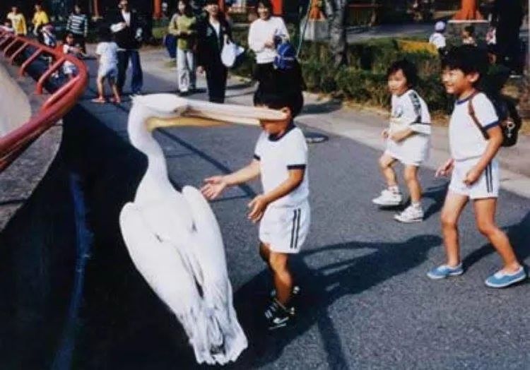 號稱鳥界「王大陸」！愛吃小孩、愛拔自己脊椎？網友：你別過來啊啊啊啊啊啊啊啊 寵物 第13張