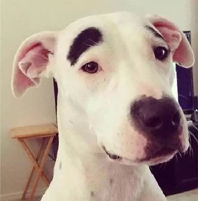 萌宠身上的胎记太搞笑,你们的父母确定是认. - plf123456plf的主页