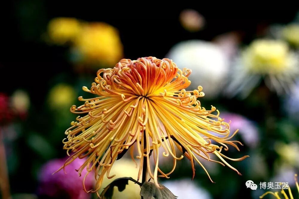 袅袅凉风动 凄凄寒露零-珠宝玉石鉴定师培训核心内容