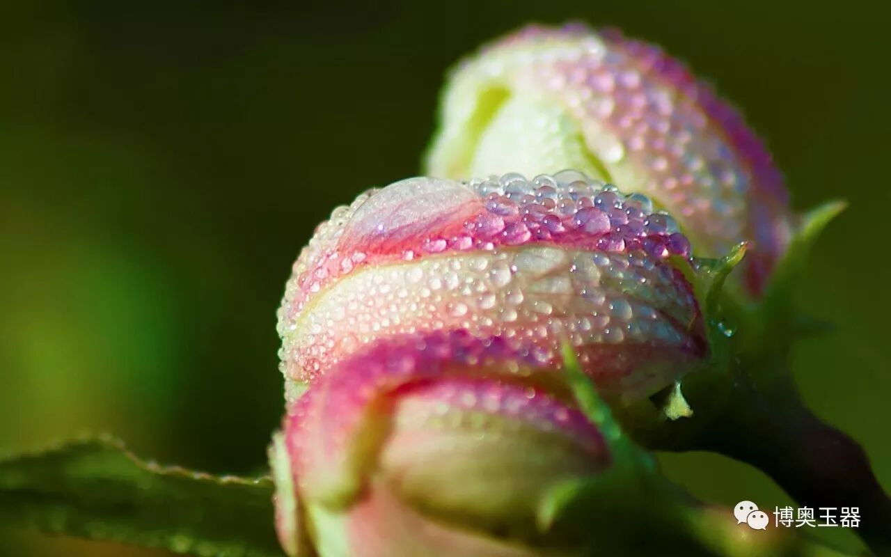 袅袅凉风动 凄凄寒露零-珠宝玉石鉴定师培训核心内容