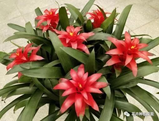 富贵人家养花 此 2种 花必养 个个开花100天 鲜艳又大方 花卉种植技能 微信公众号文章阅读 Wemp