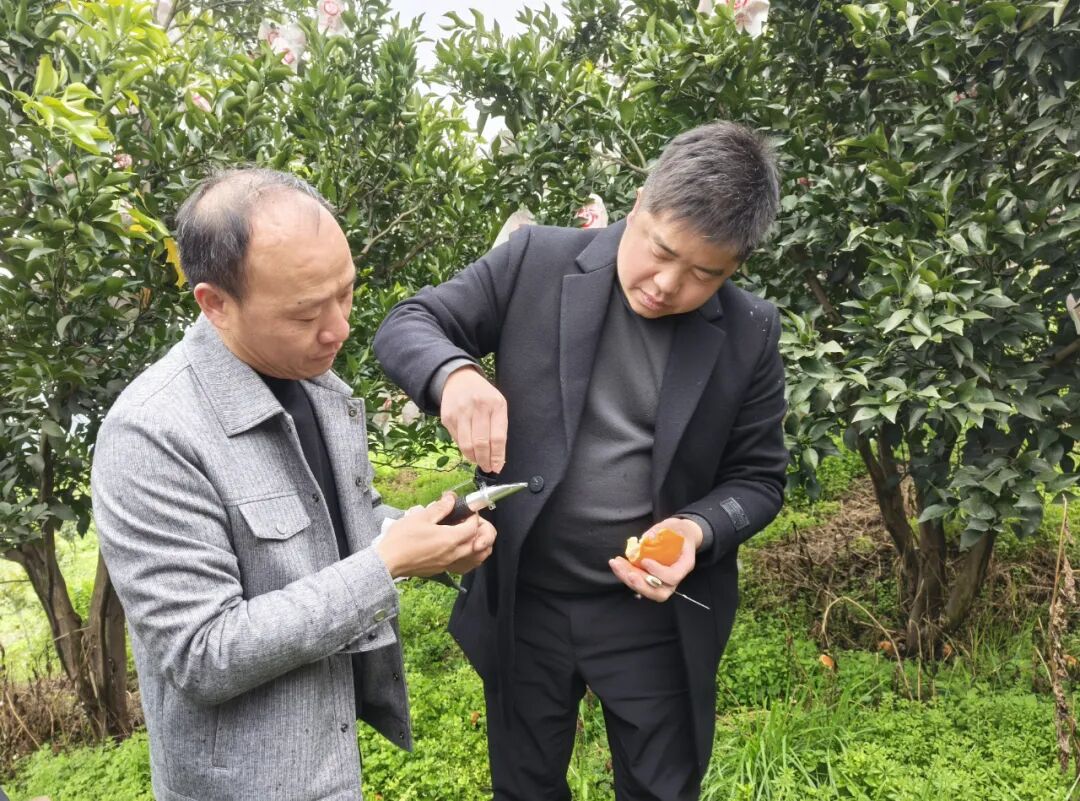到达沙土镇后,江明直奔果园,实地察看红美人果冻橙和耙耙柑的生长状况