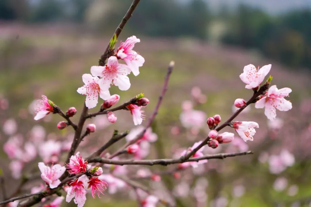 白马关桃花图片