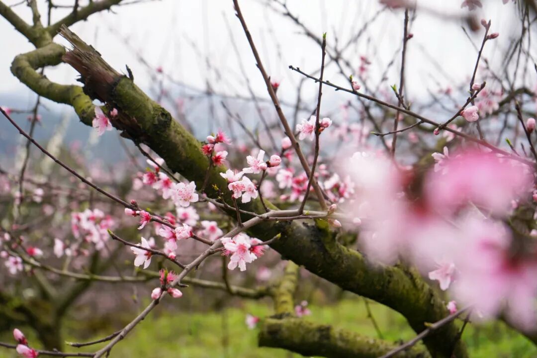 奋进的春天人间三月春光好石关桃花始盛开