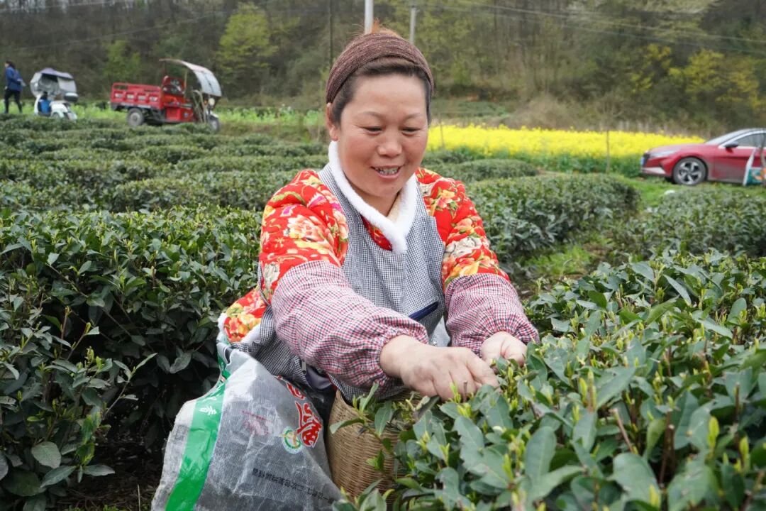 优选毕货金品金选嫩芽满枝头茶农采茶忙