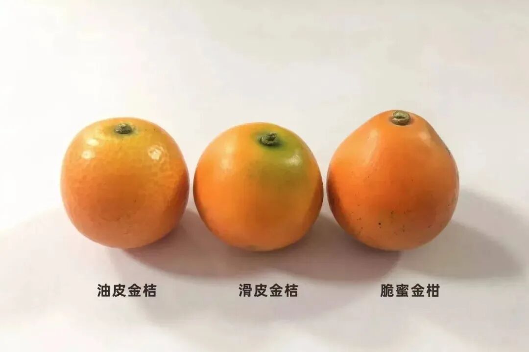 它，或许是柑桔界下一个“爆品”！