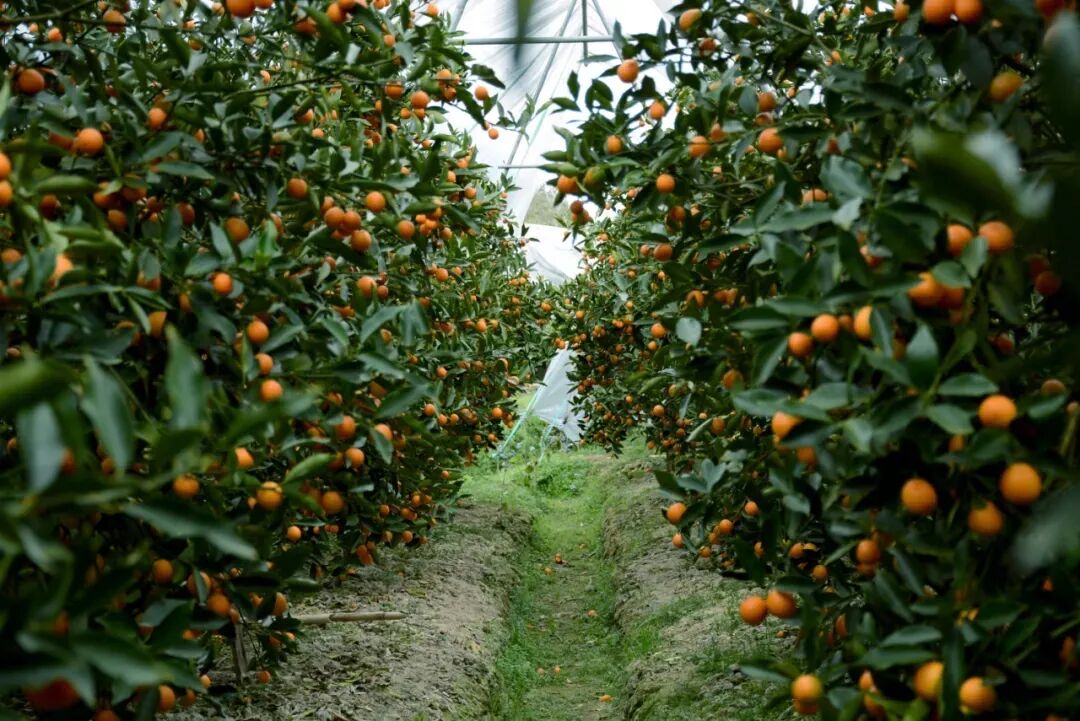 它，或许是柑桔界下一个“爆品”！