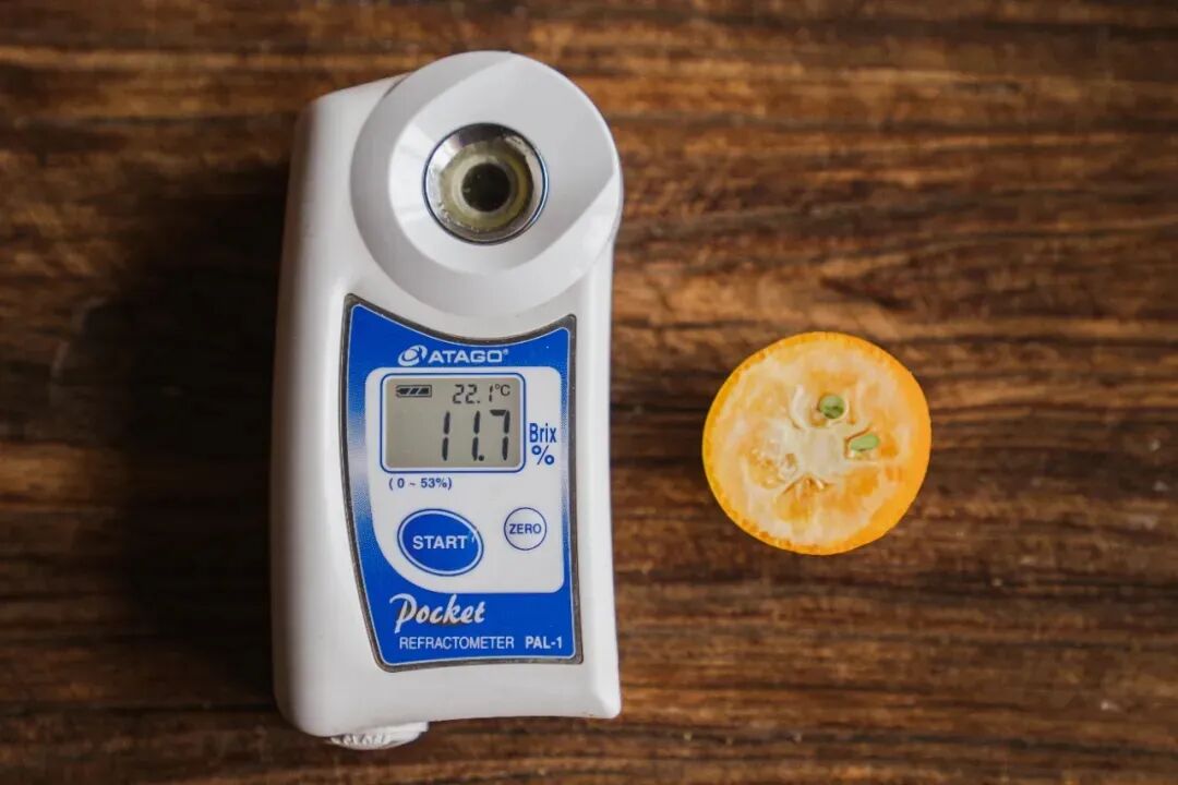 它，或许是柑桔界下一个“爆品”！