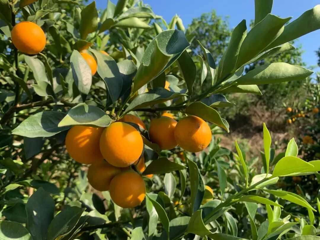 它，或许是柑桔界下一个“爆品”！