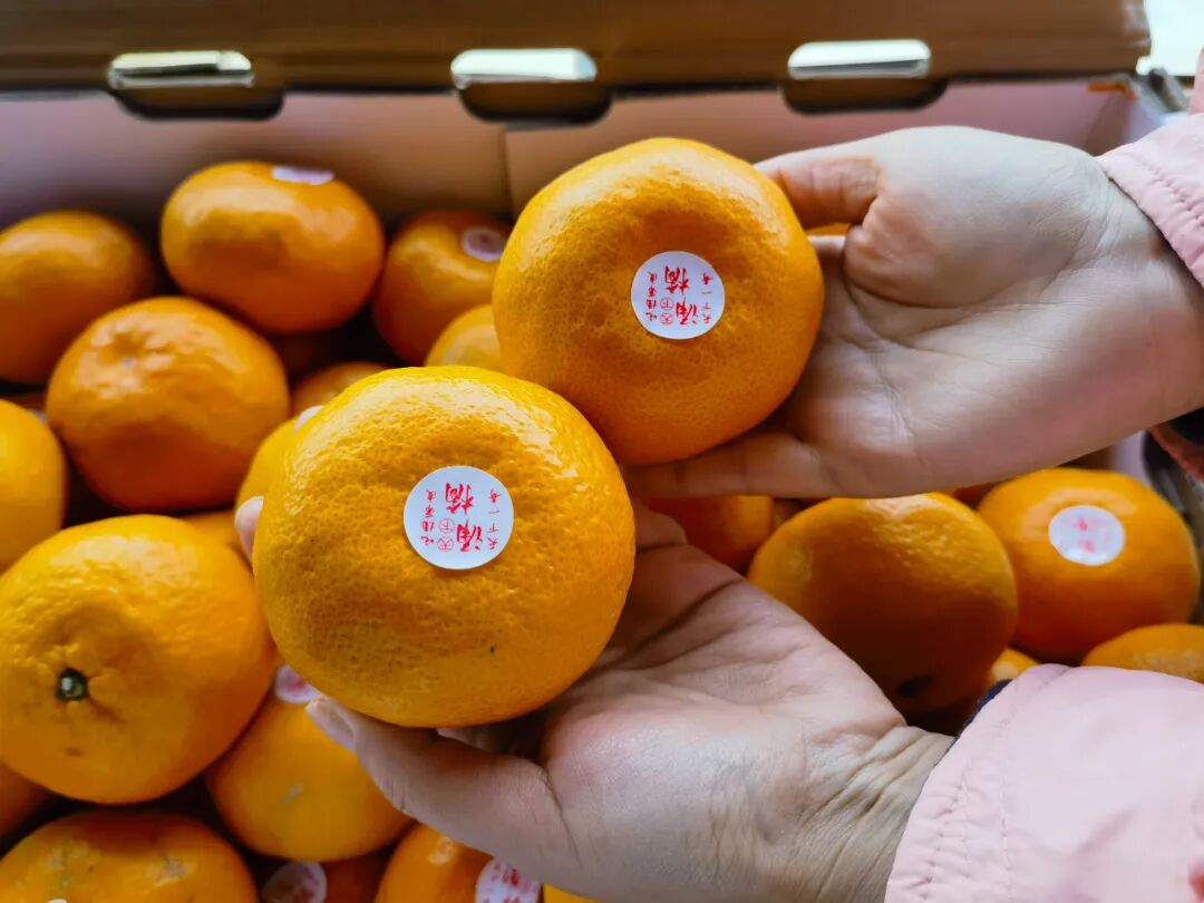 吃不过来！初冬时令“果篮”已更新