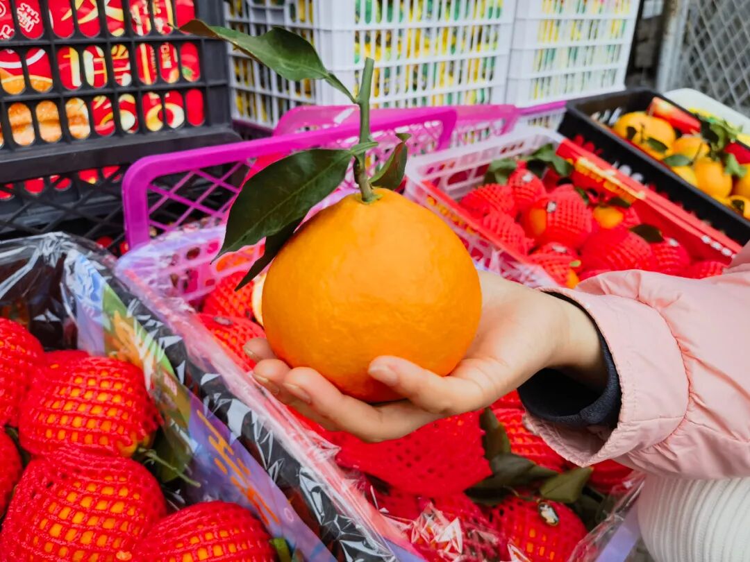 吃不过来！初冬时令“果篮”已更新