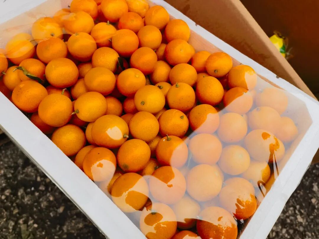 吃不过来！初冬时令“果篮”已更新