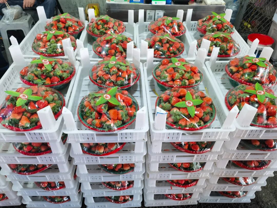 吃不过来！初冬时令“果篮”已更新