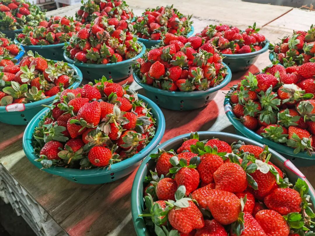 吃不过来！初冬时令“果篮”已更新