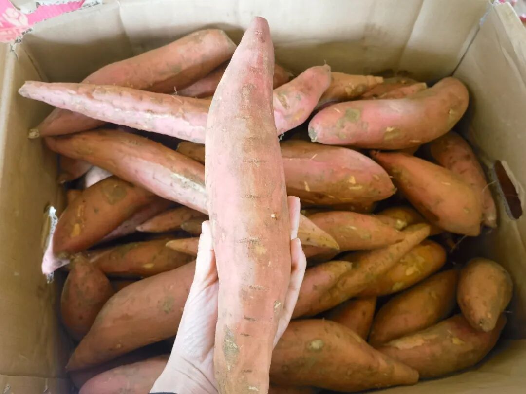 天一冷，甜到全网流口水的它们就登场了