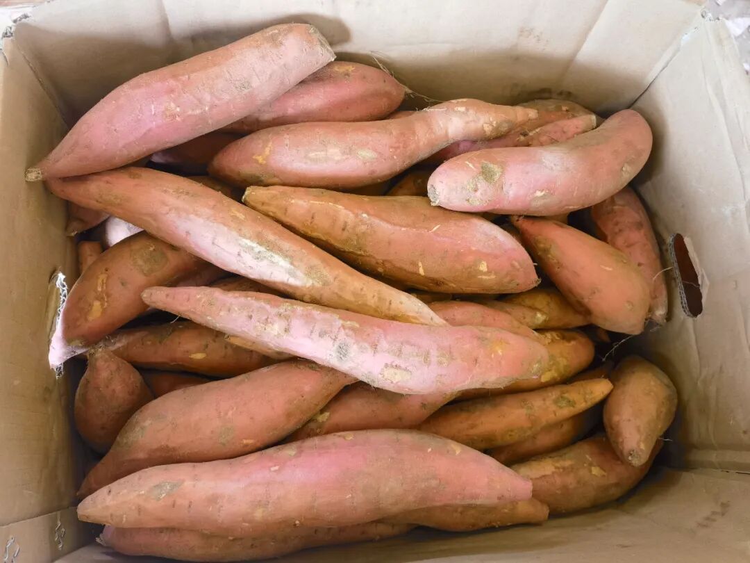 天一冷，甜到全网流口水的它们就登场了