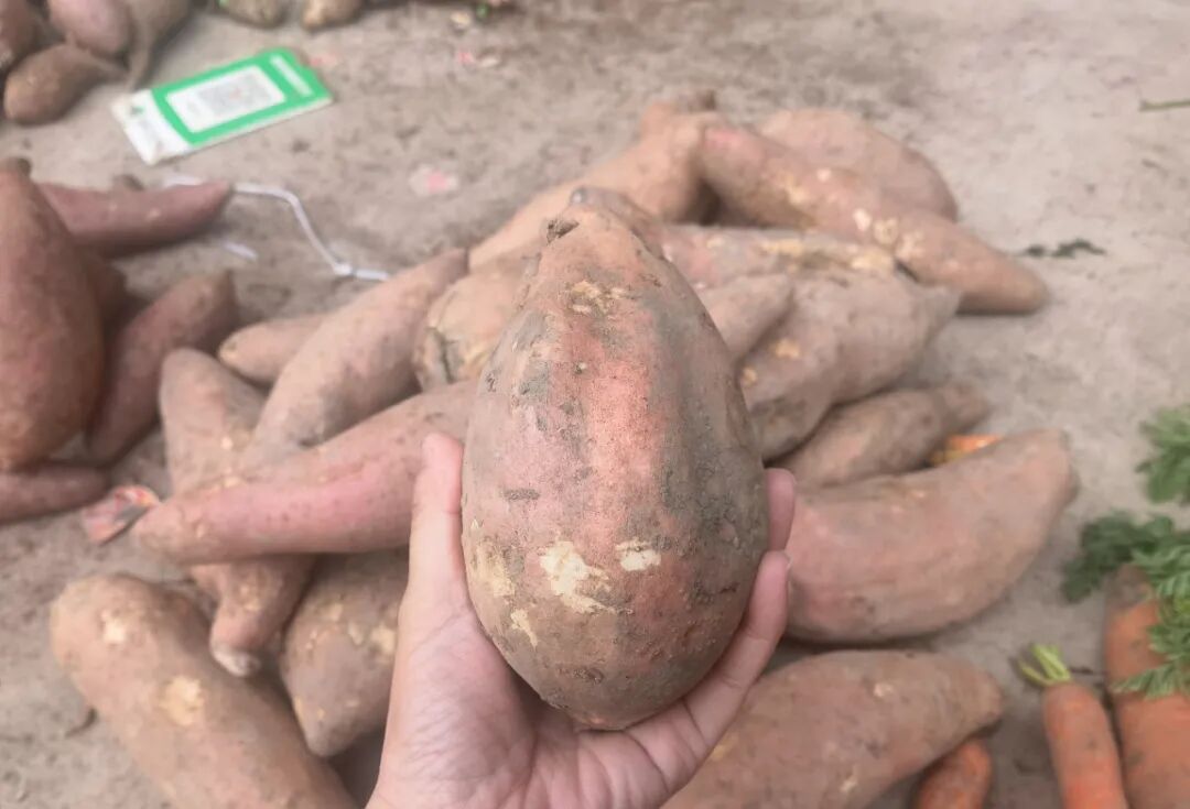 天一冷，甜到全网流口水的它们就登场了