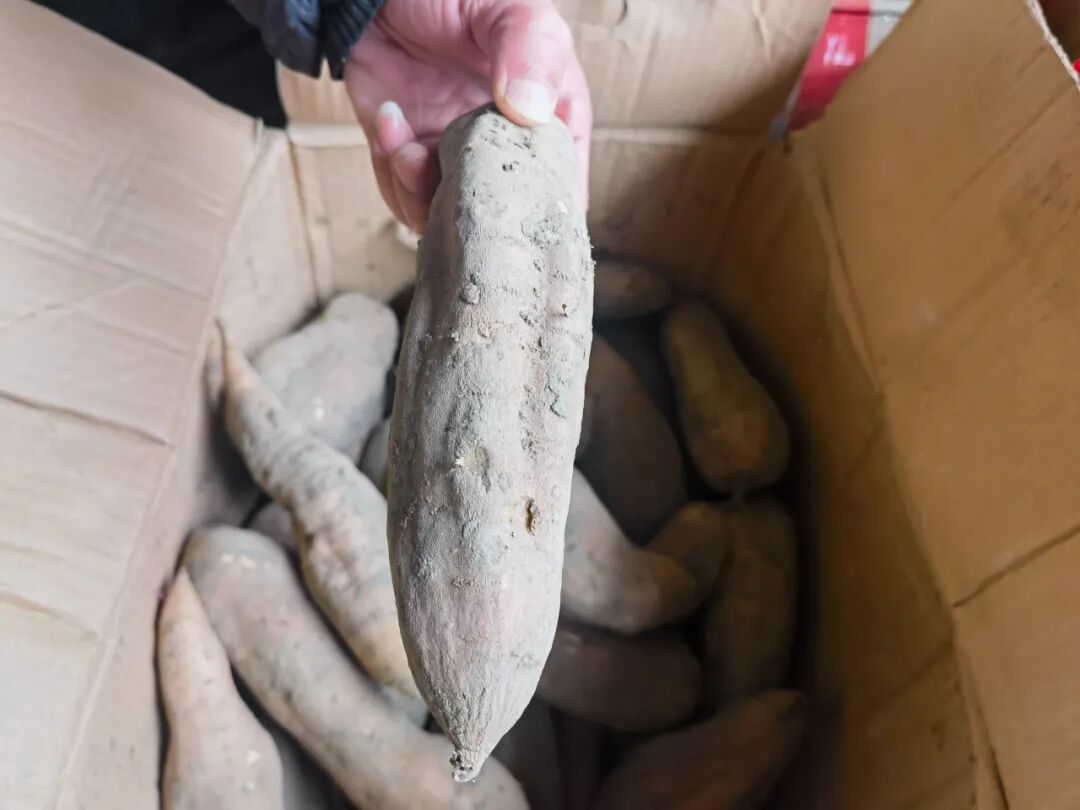 天一冷，甜到全网流口水的它们就登场了