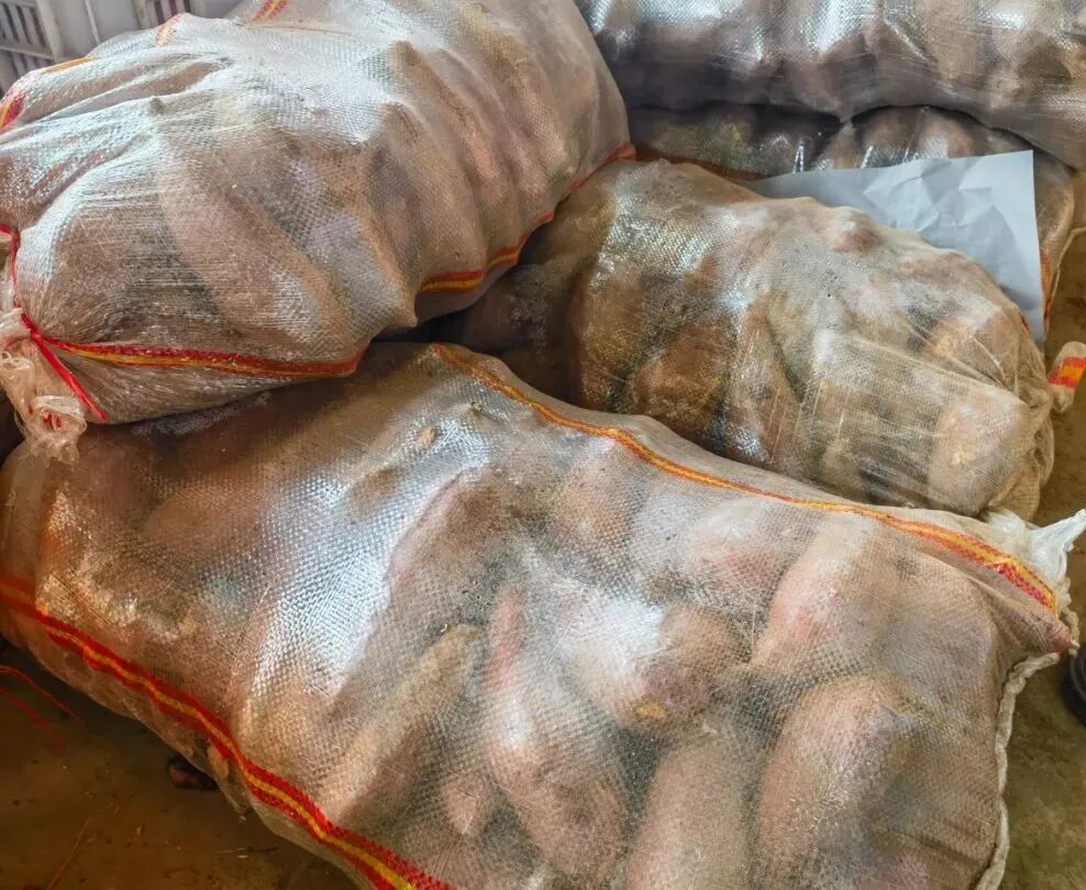 天一冷，甜到全网流口水的它们就登场了