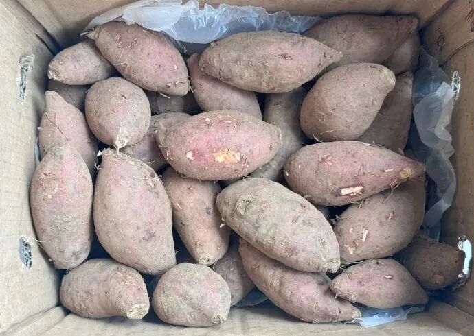 天一冷，甜到全网流口水的它们就登场了