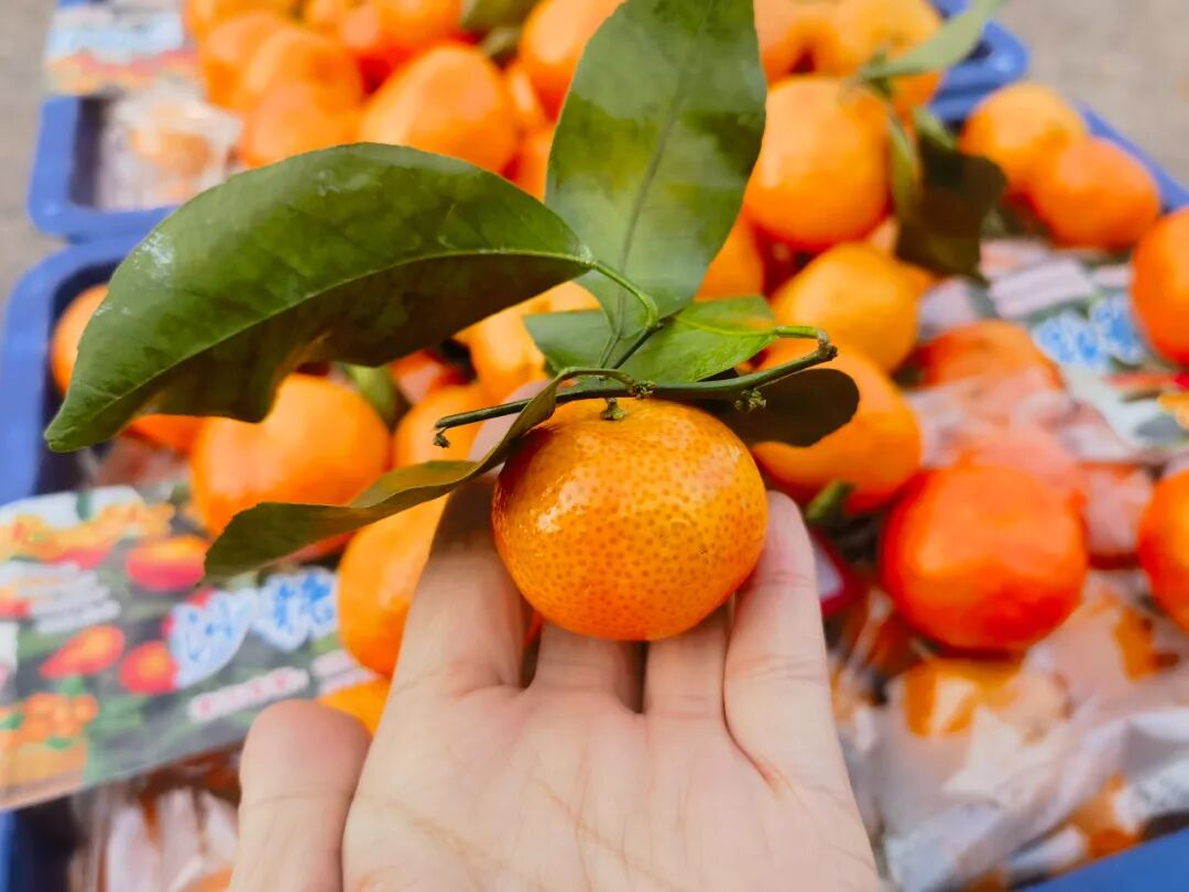 “全网都在催”的广西沙糖桔已上市，快来尝鲜